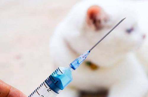 昌平区医院狂犬疫苗接种咨询服务信息